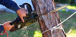 Reliable Amesti, CA Tree Services Solutions